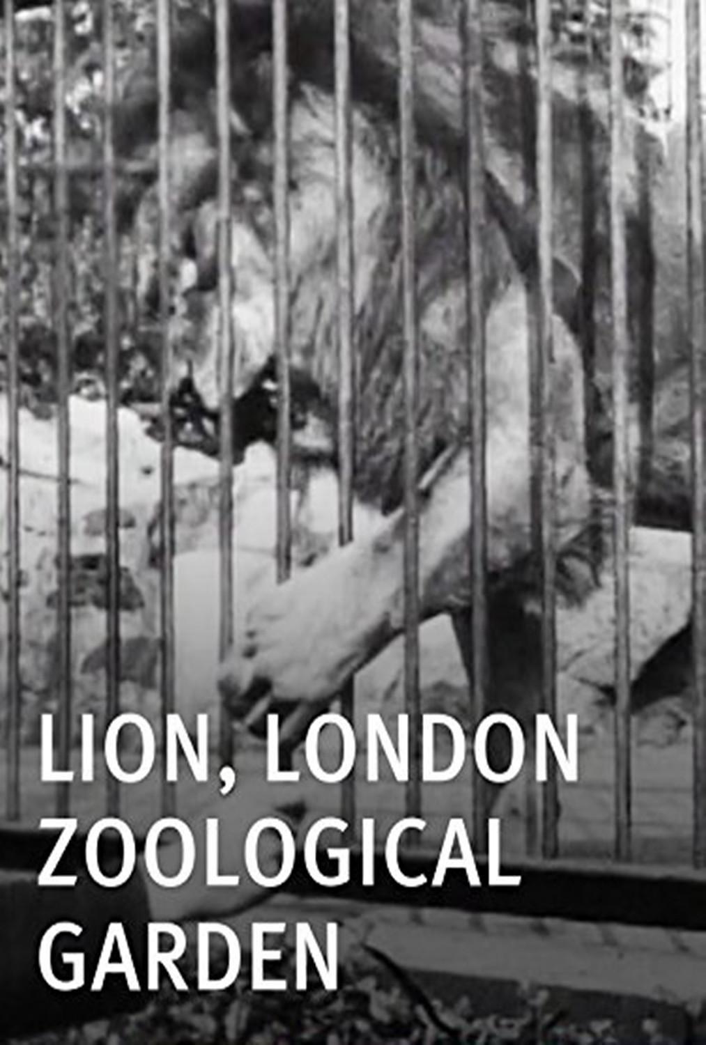 伦敦动物园的狮子0