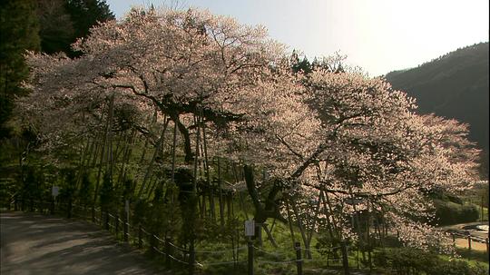 实境之旅:怀之樱1
