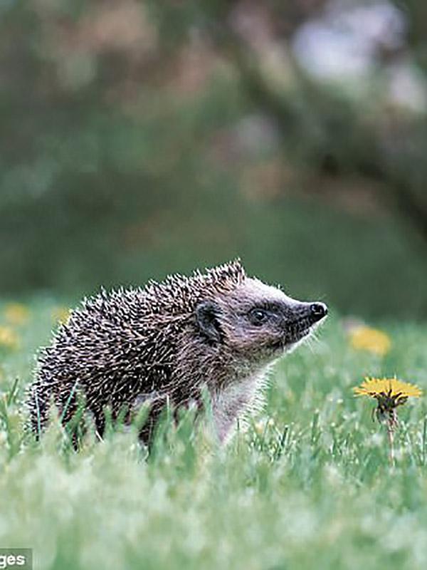 The British Garden: Life and Death on Your Lawn0