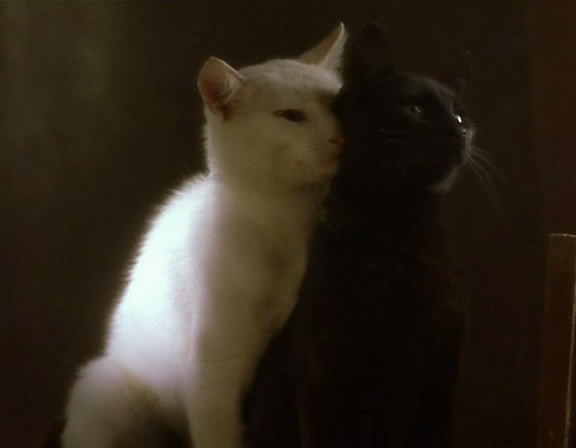 黑猫白猫3